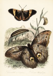 Brassolis sophorae kelebek, pupa ve larva tırtıl by French School