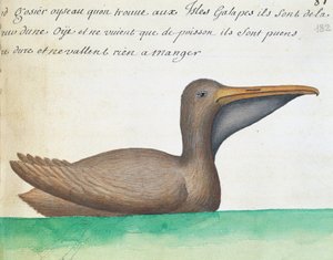 Kahverengi Pelikan (Pelecanus occidentalis), Galapagos Adaları, Jacques Gouin de Beauchesne (1652-1730), Compagnie royale de la Mer du Sud