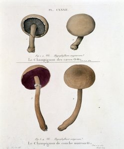 Kahverengi katmanlı mantar - 18. yüzyılın sonlarında Jean Jacques Paulet tarafından “Treat des champignons”ta by French School