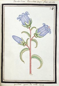 Campanula Trachelium, c.1700 (sulu boya çizimi, siyah çerçeveli) by French School