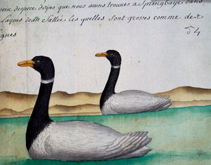 Kanada Kazları, Springbaye, Tuz Gölleri Bölgesi, Jacques Gouin de Beauchesne (1652-1730), Compagnie royale de la Mer du Sud