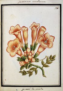 Kanada Yasemini, c.1700 by French School