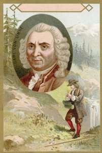 Carl Linnaeus, İsveçli botanikçi ve zoolog by French School