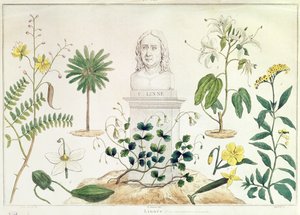 Carolus Linnaeus (1707-78) sınıflandırdığı bazı bitkilerle çevrili (renkli gravür) by French School