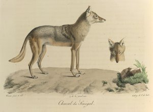 Senegalli Çakal. Memelilerin Doğal Tarihinden bir Senegal çakal (renkli taş) by French School
