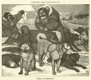 Eskimoların Köpekleri (gravür) by French School