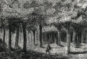 Sıtma tedavisi için kınakına ağacı kabuğu üreten kınakına ağacı ormanı, Peru (gravür) 1888 by French School