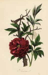 Ortak şakayık, Paeonia officinalis, örümcek ağı ile by French School