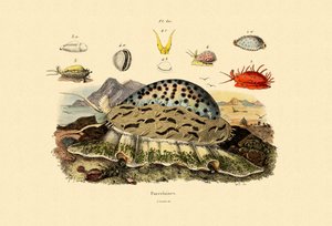 Kuğu Kabukları, 1833-39 by French School