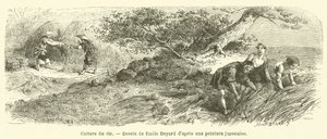 Pirinç ekimi (gravür) by French School