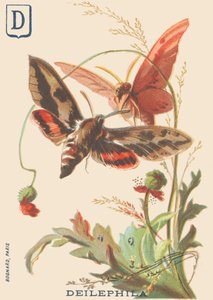 D: Deilephila (Deilephila elpenor veya asmanın büyük sfenksi) by French School