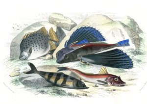 Dactyloptere pirapede (Dactylopterus pirapeda) uçan balık, Chetodon argus (scatophagus argus), centronote pilote (echeneis naucrate), Trigle Lyre (Genicanthus Melanospilos) - Bernard Germain de Lacepede (1856-192) tarafından Histoire Naturelle'den çıka by French School