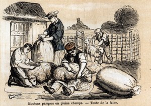 Koyunların çeşitli kullanımlarının ve ürünlerinin tanımı: koyun kesimi. “Les Recreations Instructives” içindeki “Les moutons” levhası Jules DELBRUCK imzalı sinoptik resim, 1860 tarihli gravür. Özel koleksiyon. by French School