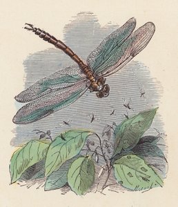 Yusufçuk (renkli gravür) by French School