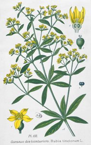 Boyacılar Madder (Rubia Tinctorum) by French School