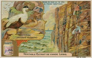 Eider Ördeği; Eider