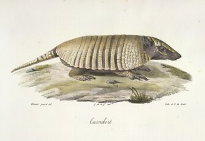 Encoubert, Armadillo, Memelilerin Doğa Tarihinden (renkli taş) by French School
