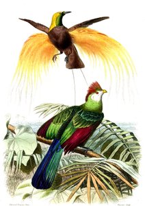 Egzotik kuşlar: küçük zümrüt cenneti ve Touraco Pauline by French School