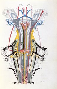 İncir. 212, Semiology of Nervous System Afections, J. Dejerine, 1914 by French School