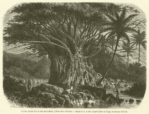 Anna-Maria koyunda devasa incir ağacı, Nouka-Hiva, Okyanusya (gravür) by French School