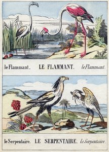 Flament ve yılan. "Buffon Alphabet des Oiseaux n 2" de gravür. 3. Serie N 2. Epinal