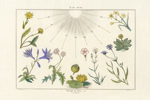 Çiçekli Saat, 1833-39 by French School