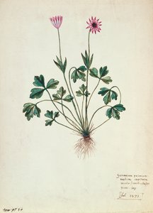 Fol.1275 Sardunya (kağıt üzerinde wc) by French School