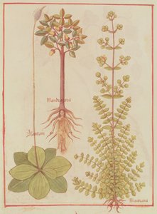 Fr 12322 f.180v Muz, mercanköşk ve mandrake, Livre des Simples Medecines