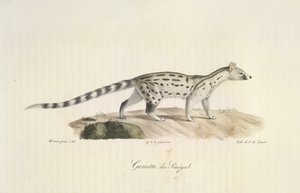 Senegal Genet, Memelilerin Doğal Tarihinden (renkli taş) by French School