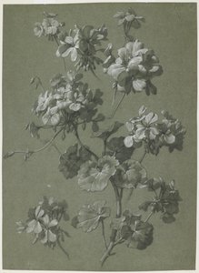 Sardunya (Pelargonium sp.), c.1800 (kömür ve beyaz tebeşir, yeşil dokuma) by French School