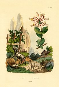 Keçiler, 1833-39 by French School
