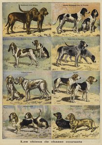 Silah köpekler