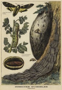 Zararlı böcekler: Deaths Head Hawkmoth