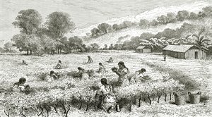 Coca Hasadı, Peru, Le Tour du Monde dergisinden bir illüstrasyon, 1877 by French School