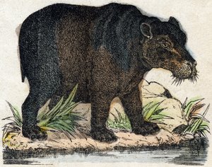su aygırı. “Alphabet des animaux sauvages”” üzerine gravür. 9. Seri. Epinal