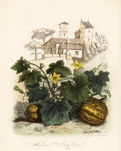 Honfleur kavun, Cucumis melo by French School
