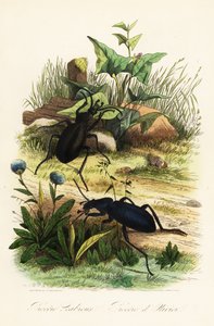Büyük menekşe yer böcekleri, Carabus scabrosus by French School