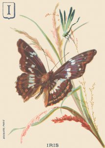 I: İris (Apatura iris veya Büyük Mars değişiyor) by French School