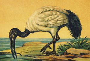 Ibis olarak by French School