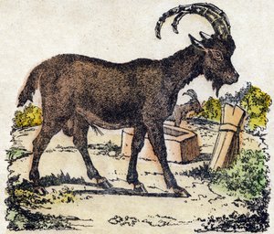 dağ keçisi “Alphabet des animaux sauvages” içinde gravür. 9. Seri. Epinal