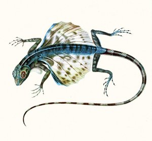 Kayan kertenkele çizimi - Draco Volans 1831 (renkli gravür) by French School