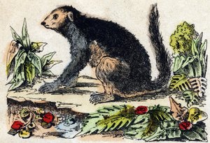 Indri (Lemuryalı). “Alphabet des animaux sauvages”” üzerine gravür. 9. Seri. Epinal