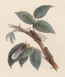 Bir bitki üzerinde böcekler ve tırtıl (renkli gravür) by French School
