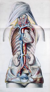 Bir kadının iç organları, Gilbert Breschet (1784-1845) tarafından Venöz Sistem Üzerinde Anatomik, Fizyolojik ve Patolojik Araştırmalar