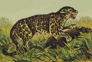 Jaguar olarak J by French School