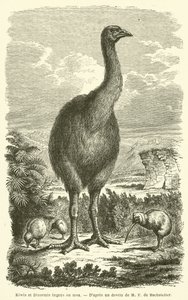 Kivi ve Dinormis büyük ou moa (gravür) by French School