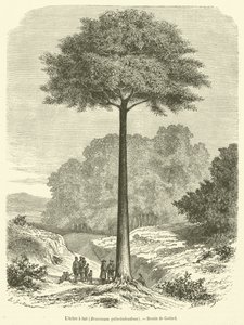 Süt ağacı, Brosimum galaktodendron (gravür) by French School
