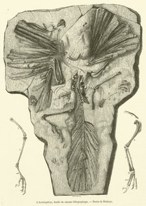 Archaeopteryx, litografik kireçtaşından fosil (gravür) by French School