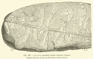 Bilinen en eski karasal bitki (gravür) by French School