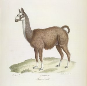 Memelilerin Doğal Tarihinden Erkek Lama (renkli taş) by French School